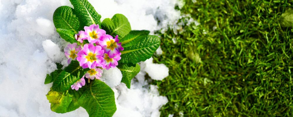 Primrose,Spring,Flower,Blooming,On,Snow,With,Green,Grass,Background, Primrose,Spring,Flower,Blooming,On,Snow,With,Green,Grass,Background,