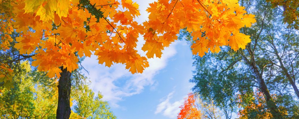 Autumn,Background,Landscape.,Yellow,Color,Tree,,Red,Orange,Foliage,In