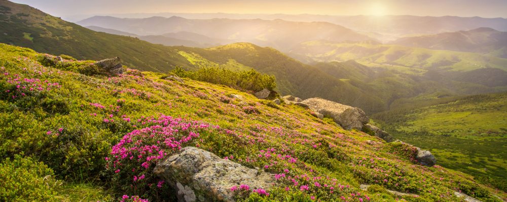Spring,Landscape,In,Mountains,With,Flower,Of,A,Rhododendron,And Spring,Landscape,In,Mountains,With,Flower,Of,A,Rhododendron,And