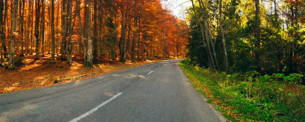 Forest,Road,With,Orange,,Deciduous,Trees,On,One,Side,,And