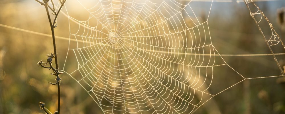 Spider,Web,Covered,With,The,Morning,Moss,On,The,Meadow