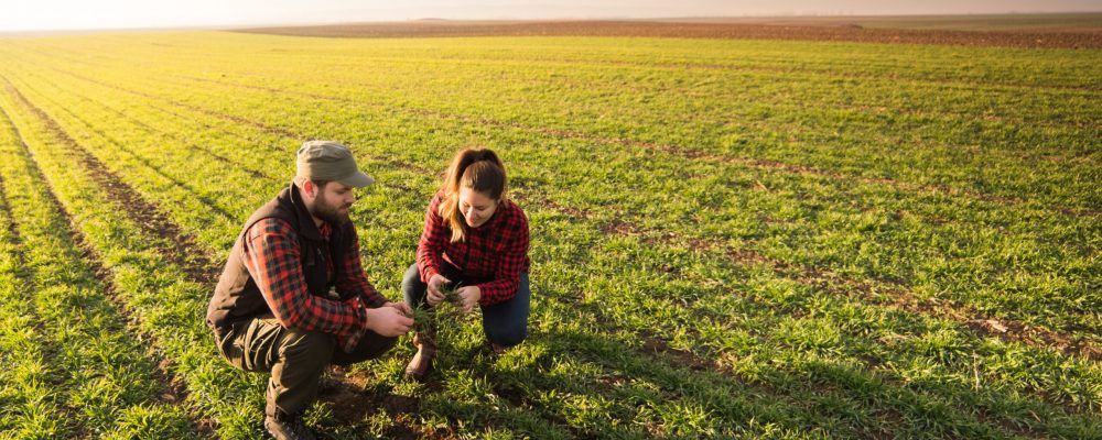 Young,Farmers,Examing,Planted,Wheat,In,The,Fields