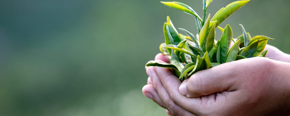 Agriculture,Akha,Women,Picking,Tea,Leaves,On,On,The,Farm.